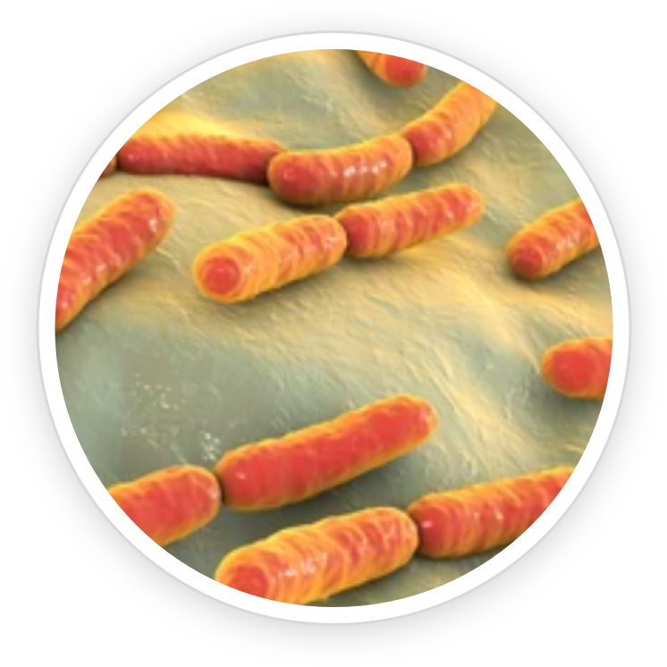 Lactobacillus Rhamnosus- KeraBiotics Ingredient